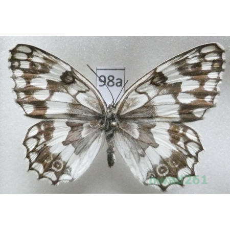 Melanargia larissa (Geyer, 1828) Croatia98a
